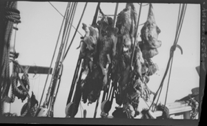 Image: Animal pelts amd large birds hanging